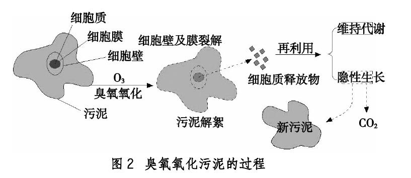 研究麻豆精品A片免费观看化污泥回流对出水水质及污泥性质的影响(2)